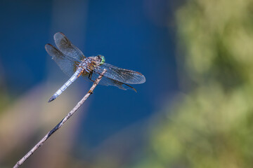 Blue Dasher, Pachydiplax longipennis