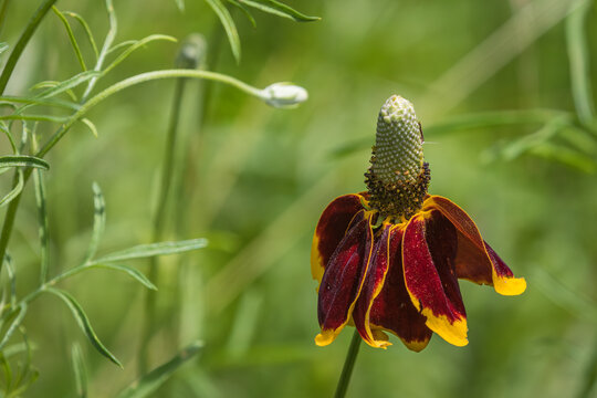 Mexican Hat, Ratibida columnifera