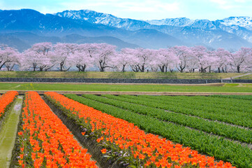 富山県朝日町の桜とチューリップと北アルプス
