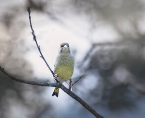 Faune de Provence, France, verdier d'Europe