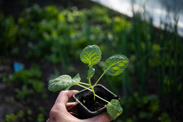 green seedling in a pot organic gardening