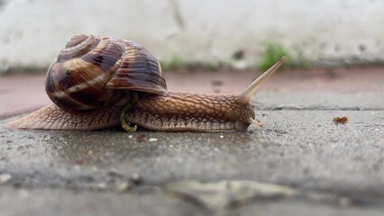 Big grape snail creeping along sidewalk. Close up footage