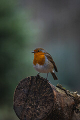 European robins (Erithacus rubecula) sitting on tree branches. The birds are well separated from the background. Pictures taken on a sunny day deep in the forest.