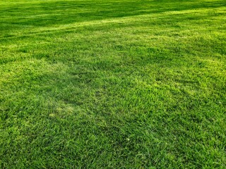 Mother's Day Serene, Sunlit Backyard