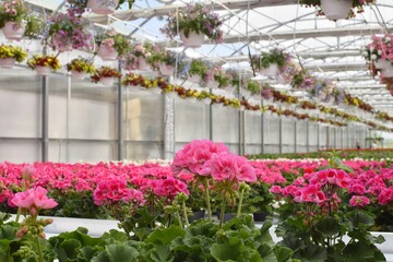 Fototapeta na wymiar Pelagonia in a flower greenhouse. Growing and selling flowers in a modern greenhouse. Flower arrangements in hanging pots in a flower greenhouse