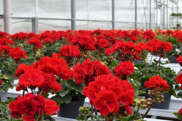 Fototapeta na wymiar Pelagonia in a flower greenhouse. Growing and selling flowers in a modern greenhouse. 