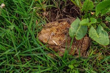 Background with big toad in the green grass