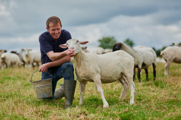 Farm, sheep and feeding with man in field for agriculture, sustainability and animal care. Labor,...