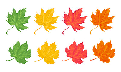 Fototapeta na wymiar Set of colorful maple leaves. Vector cartoon illustration of autumn fallen leaf. 
