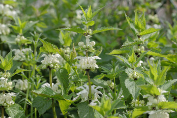 Group of white nettles (Lamium album).