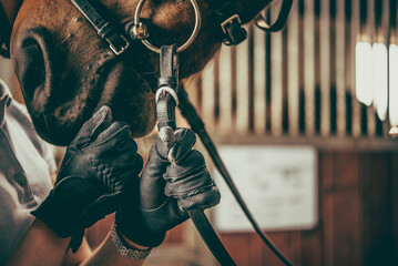 Horse rider adjusting horse bridle. Equestrian theme. - obrazy, fototapety, plakaty