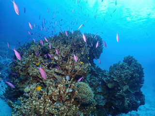 Fototapeta na wymiar Coral Reef and School of Amethyst Anthias at Uruno-sachi, Zamami island