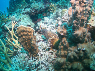 Yellow Margin Moray Eel in Kerama, Okinawa