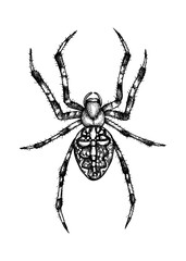 Spider vector sketch. Hand drawn wildlife illustration in engraved style. Arachnid isolated on white background. Black contoured tarantula - animal drawing for print, poster, card, cover, tattoo desig