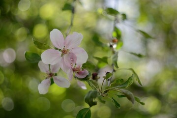 Spring flowering fruit trees, Apple trees