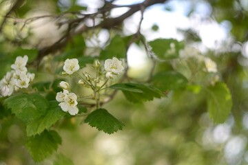 Spring flowering of fruit trees.