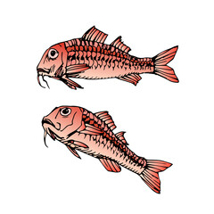 Red mullet. Delicious seafood. Color vector illustration with black contour lines isolated on a white background in a cartoon style.