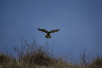 male kestrel (Falco tinnunculus)