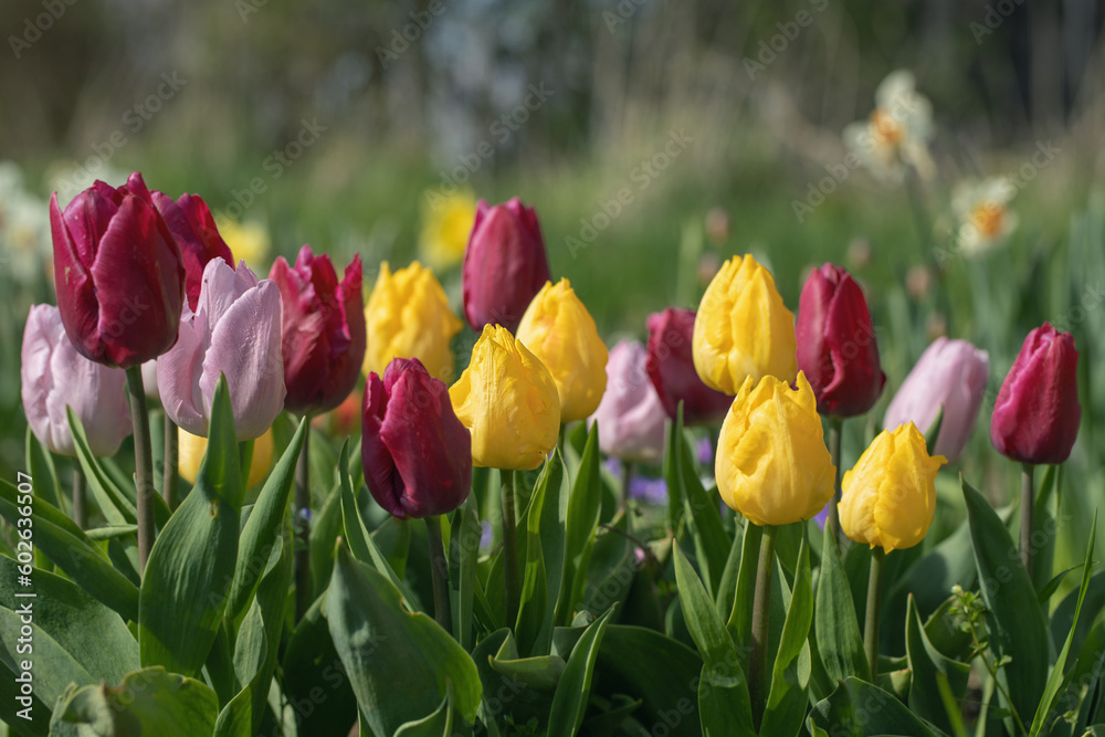 Wall mural group of tulips in yellow and red color mix.
