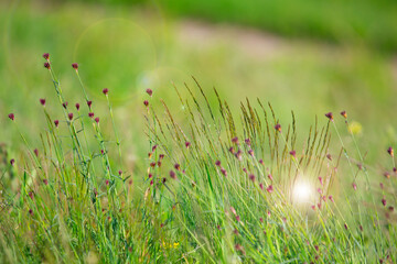 glare sun bokeh background wild spring flowers