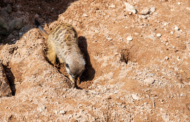 Meerkat digs hole in the ground