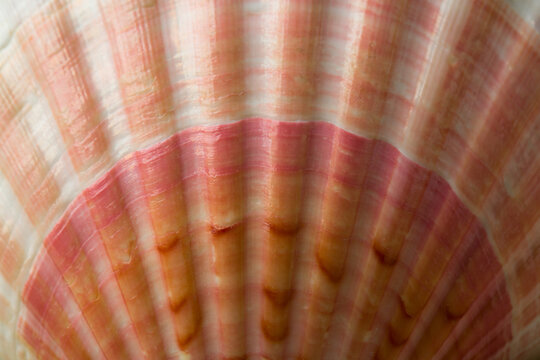 Natural texture. . Close-up part of seashell
