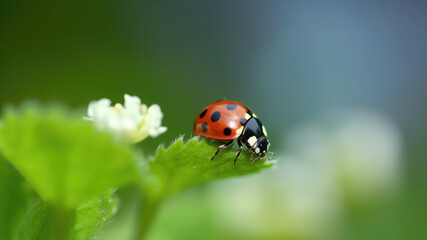 Macro closeup photography of beauty beautiful black and red ladybug sits on camomile flower, in summer / springtime, at garden, isolated on blurred background. Generative AI