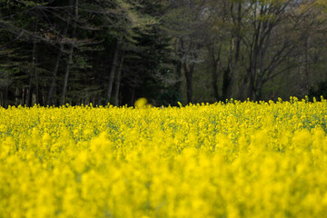 菜の花畑