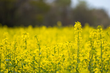 Obraz premium 菜の花畑