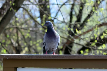 Rock Pigeon Or Rock Dove Sitting In Urban Park.