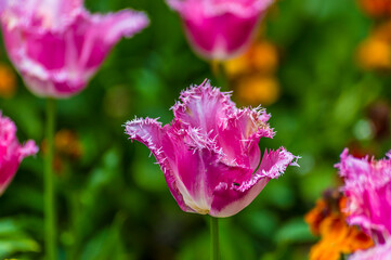 A view of a fringed group tulip in Chipping Warden, UK in summertime
