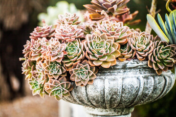 Nature, plant and backyard with succulent in garden for texture, environment and growth. Grow, green and spring with cactus flowers arrangement for horticulture, ecology and closeup leaf decoration