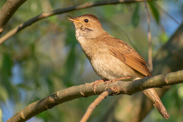 robin on a branch