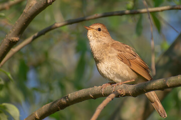 robin on a branch