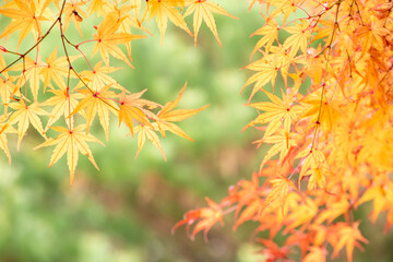 Naklejka na ściany i meble 季節と紅葉と自然をテーマにしたコピースペースがあるイラスト（背景素材）
