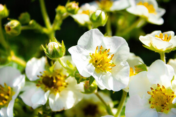 Many beautiful strawberry bushes with white flowers and green leaves grow outdoors in the soil in spring. Strawberry blossom. Background with white flowers