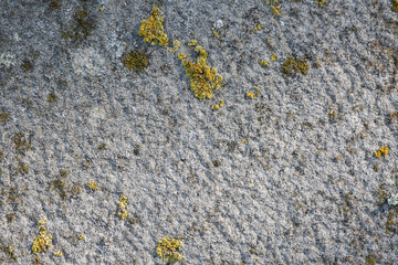 Reinforced cement wall with textures by rubbing, several yellow and green lichens.