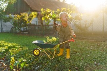 Little boy with wheelbarrow posing in garden during autumn day.