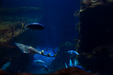 Fototapeta premium Group of various fishes in the Lisbon Oceanarium