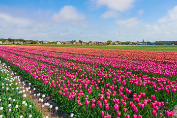 View of a field full of blooming tulips near Egmond aan Zee - Netherlands