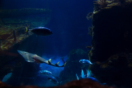 Group of various fishes in the Lisbon Oceanarium