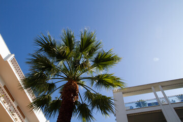 Fototapeta na wymiar Palm trees and palm leaves against the sky