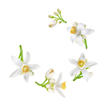Spiral flying heap of neroli white flowers and buds isolated transparent png. Citrus bloom. Orange tree blossom.