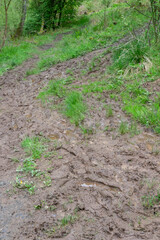 Muddy footpath after rainfall