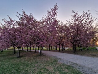 juicy explosion of blooming cherries