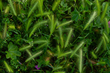 Green spikelets and grass. top view