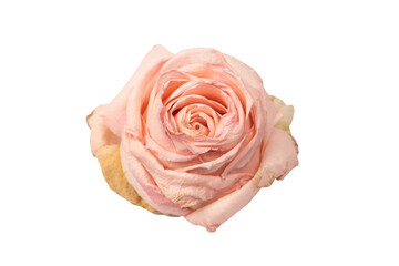 Dry pink rose isolated on a white background.