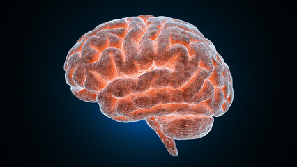 Medical illustration of the human brain