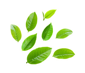  tea leaf isolated on transparent png