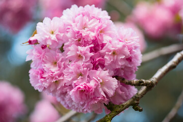 Flowering branch of sakura tree. Pink sakura flowers close-up on a sunny spring day. - 602646710